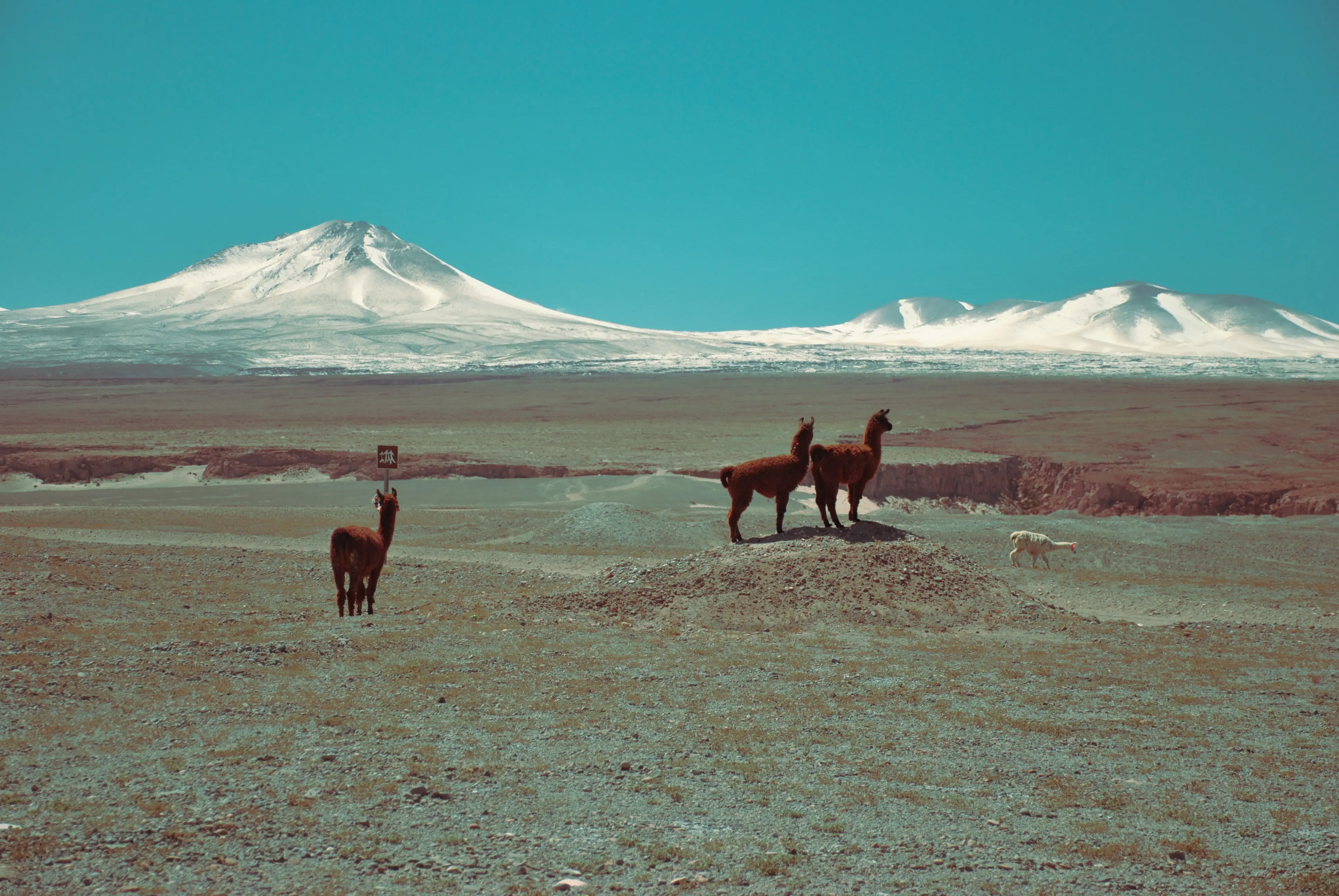Imagen con varias llamas en el altiplano, norte de Chile