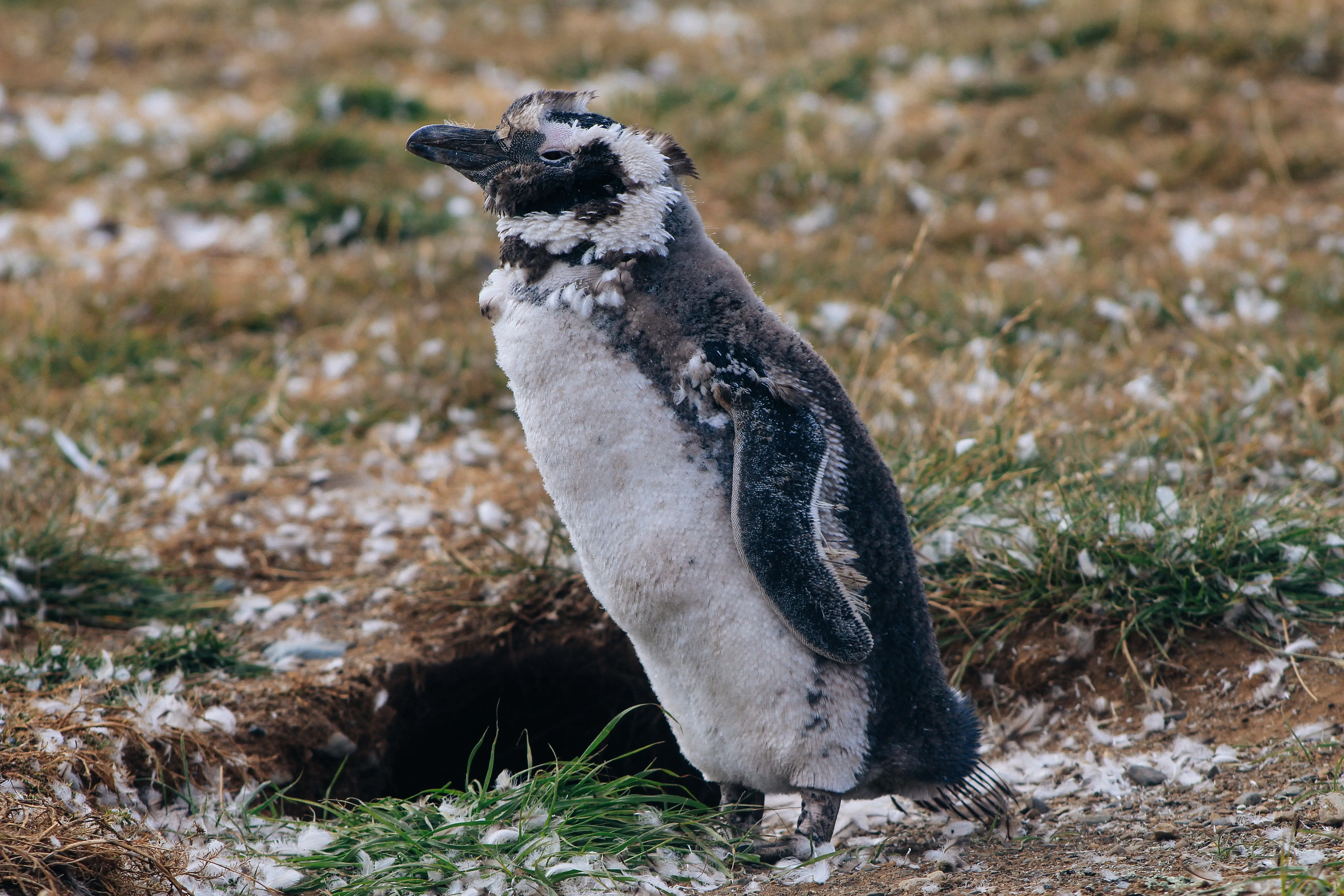 Imagen de un Pingüino en la zona austral de Chile
